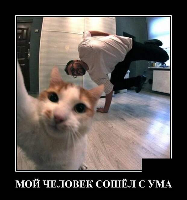 Демотиватор про кота