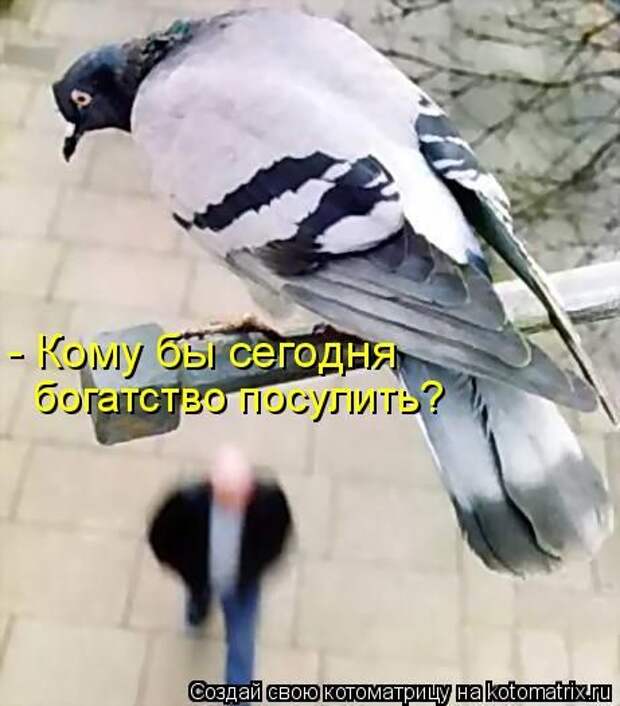 Юмор свежих котоматриц за 25.11.2011 (30 штук)