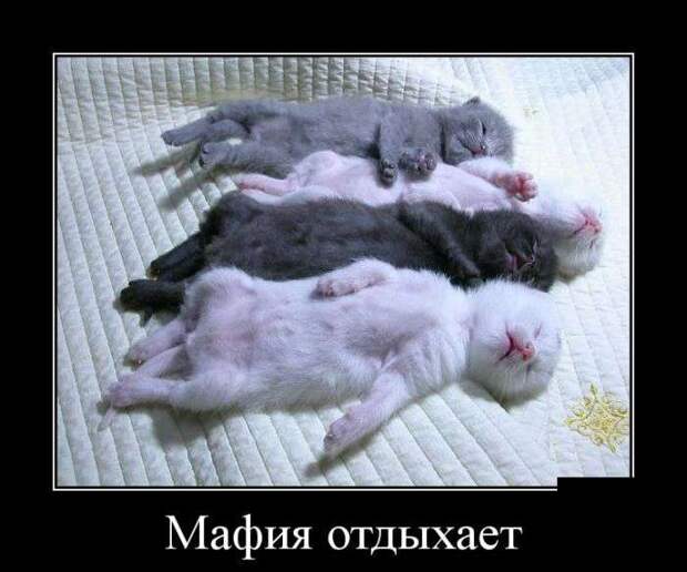 lqRCBoiTKdI