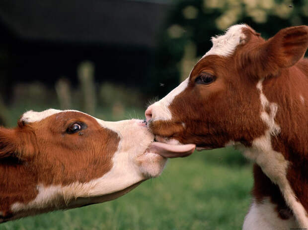 Kissing Animals