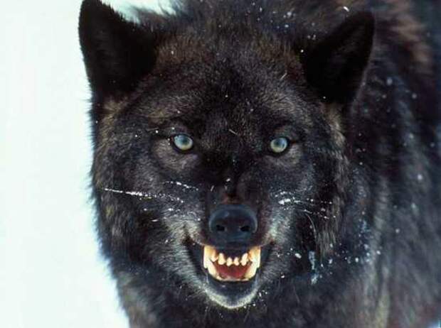Любопытные факты о волках
