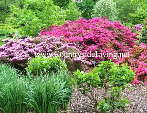 Азалии в Ботаническом саду Уизли (RHS Garden Wisley), г-во Суррей, Англия