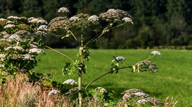 Юрист Гриценко: борщевик исключён из критериев оценки использования участка