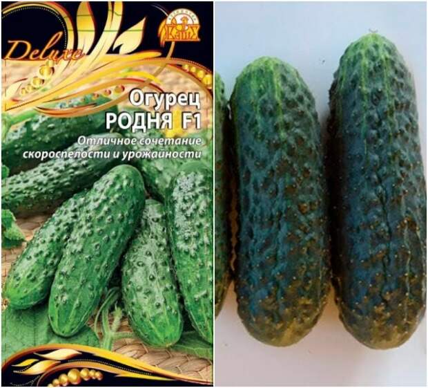 огурец родня