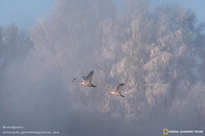 Лучшие фотографии дикой природы России