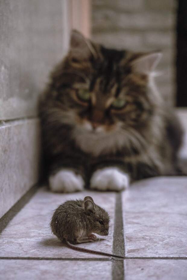 зачем кошка играет с мышью кот