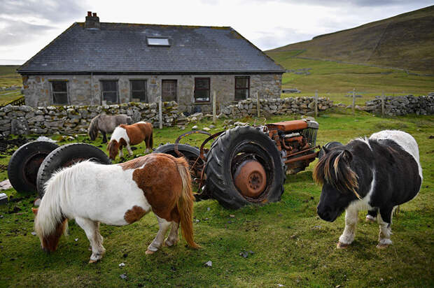 miniature-ponies-foula-island-9