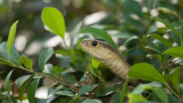 Смертельная опасность: туристов во Вьетнаме держат в страхе ядовитые змеи