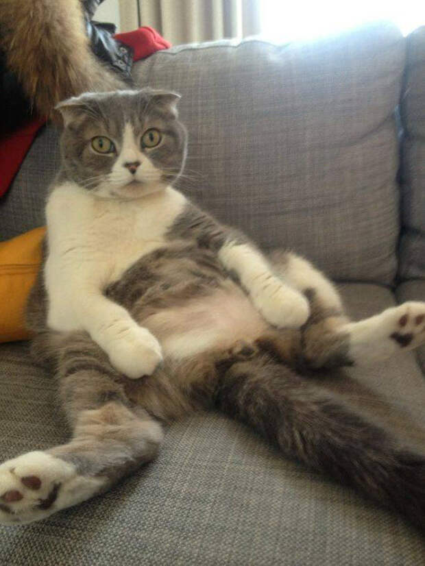Котики внезапно устали и присели отдохнуть