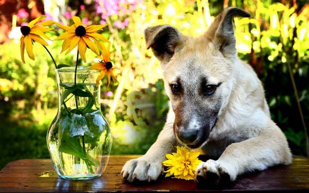 Собака нюхает цветок рудбекию