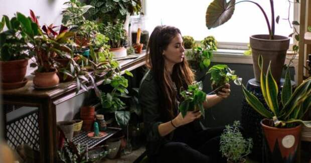 6 комнатных растений, которые избавят дом от мух, их можно вырастить даже на подоконнике