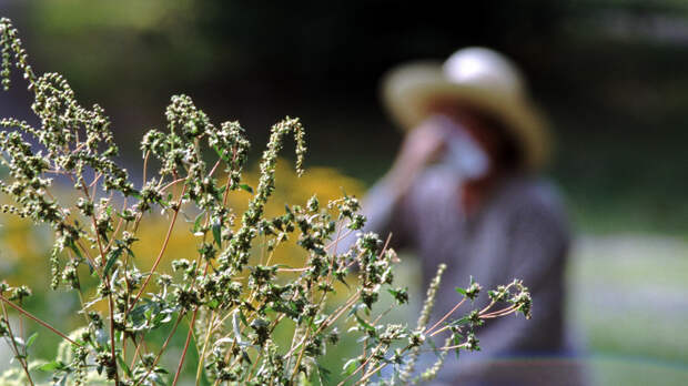 Врач Жемчугов дал рекомендации по защите здоровья в период цветения растений