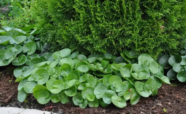 15 красивых растений, которые лучше всего подходят для альпийской горки