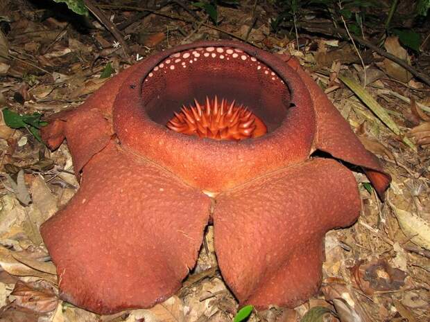 creepyplants56 Самые жуткие растения