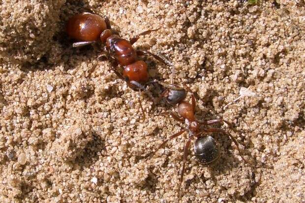 Муравьи-амазонки или муравьи-рабовладельцы (лат. Polyergus) (англ. Amazon ants)