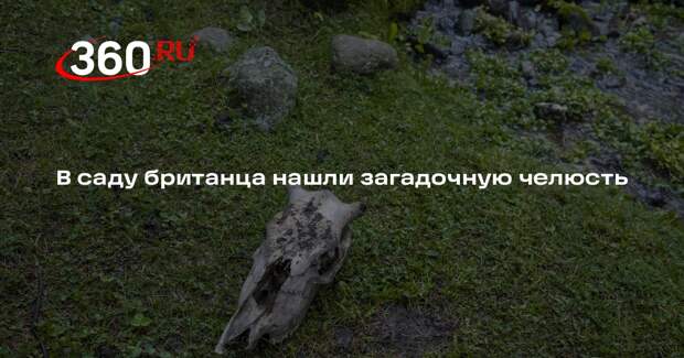 Daily Mail: британец нашел в саду фрагмент черепа неизвестного животного