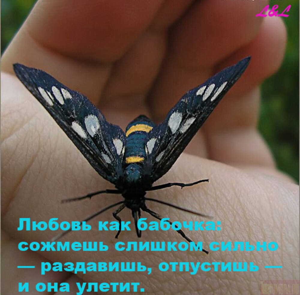Хотела стать бабочкой. Высказывания о бабочках. Бабочка статус красивый. Афоризмы про бабочек. Бабочки высказывания красивые.