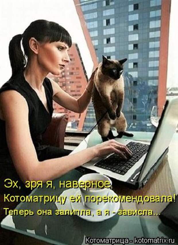 Лучшие котоматрицы недели (50 фото)