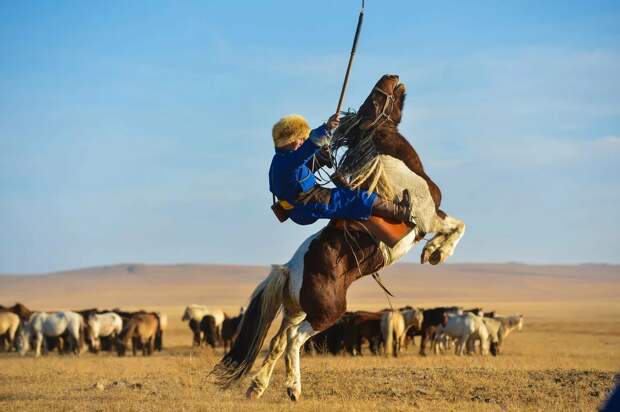 Управляться с лошадью юных монголов учат с 5 лет. Поэтому они могут справиться даже с самым строптивым жеребцом. 