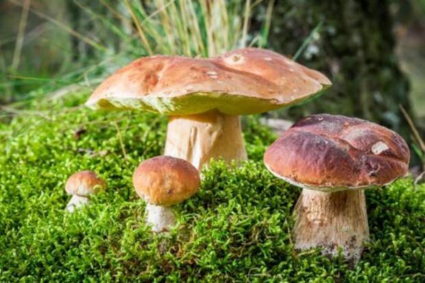 Органическая еда, натуральные продукты: Выращиваем лесные грибы на даче
