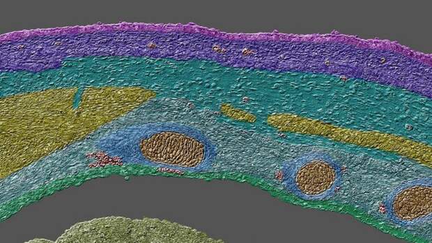 Секс долгоносиков, яйца мотыля и другие фото при помощи микроскопа