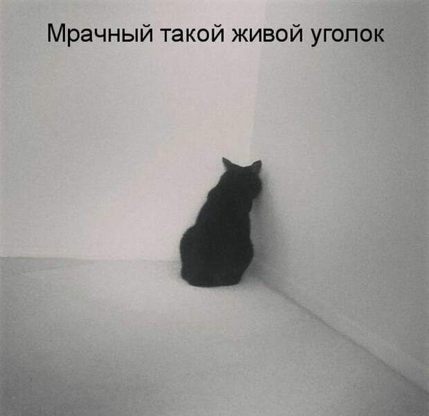 Картинки котяр с смешными надписями (34 фото) картинки, коты, юмор