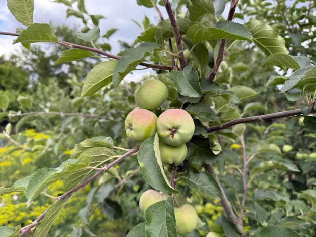 Забудьте про червивые яблоки: 3 горсти под дерево — и плодожорка улетает к соседу