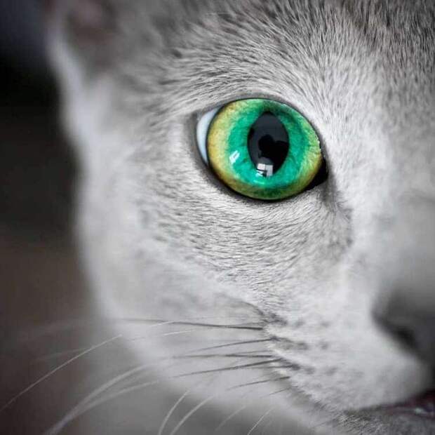 russian-blue-cats-23.jpg russian-blue-cats-23.jpg