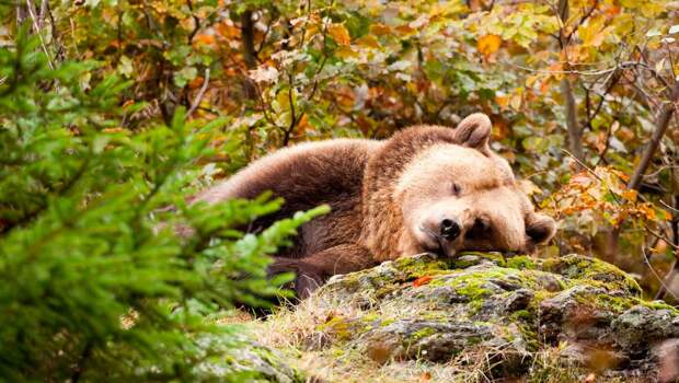 Зимняя спячка медведя