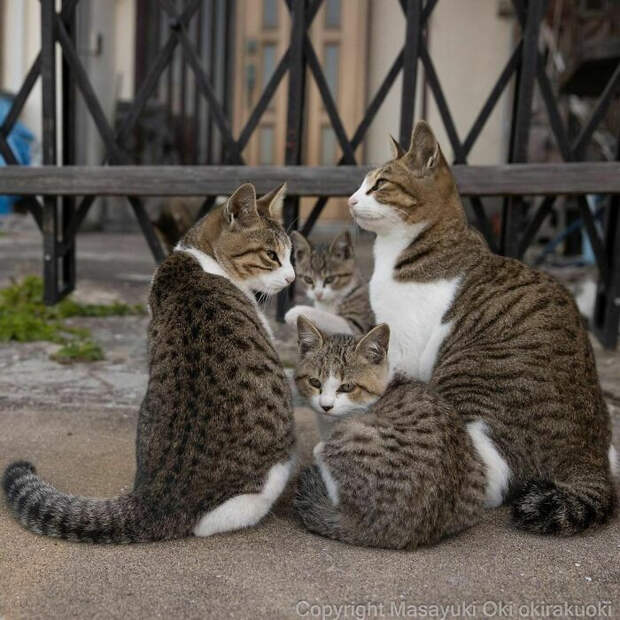 Уличные котики Токио на снимках Масаюки Оки