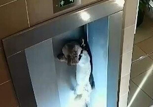 Мужчина спас собаку. Собака спаслась в лифте. Спасение собаки в лифте. Собака повисла в лифте. Собаку зажало в лифтовой.