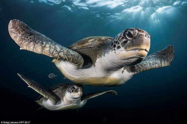 Высокая оценка жюри в категории «Портрет». Зелёные черепахи у берегов Тенерифе Underwater Photographer of the Year, животные, под водой, фото