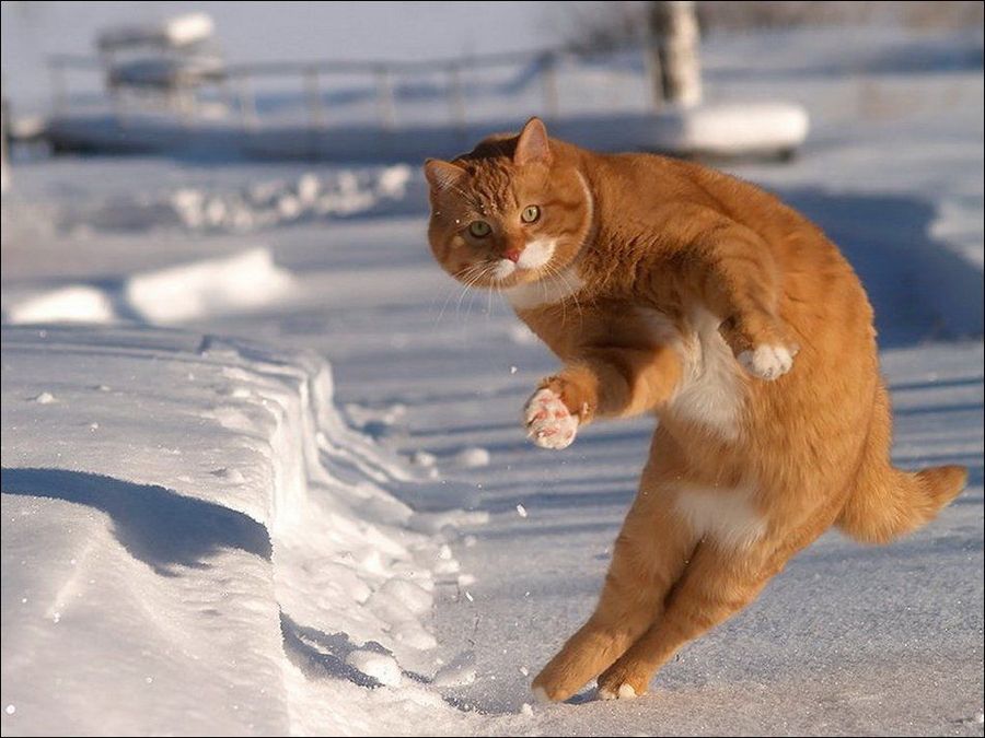Зимние забавы кошек