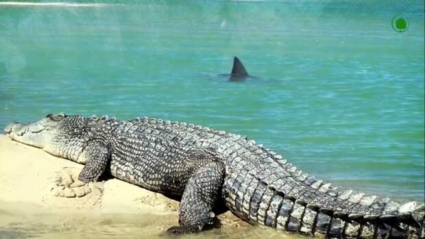 Гребнистый крокодил: как пресноводный хищник попал в океан и держит в страхе даже акул