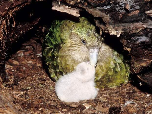 kakapo-kartinki-koshki-sobaki-smeshnye-zhivotnye-kote