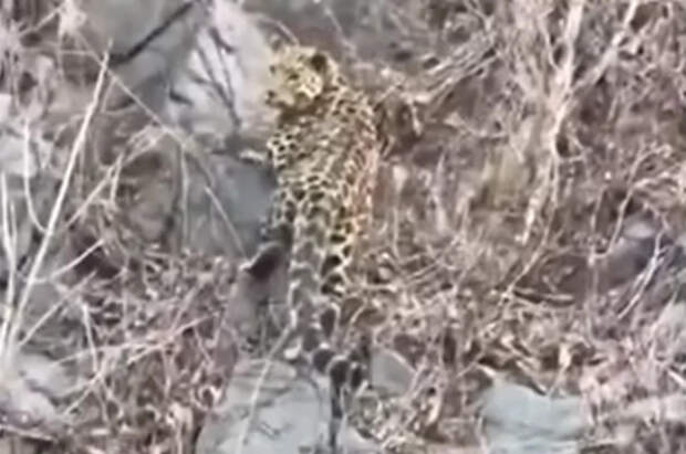 В Китае возле дороги сняли на видео редкого дальневосточного леопарда