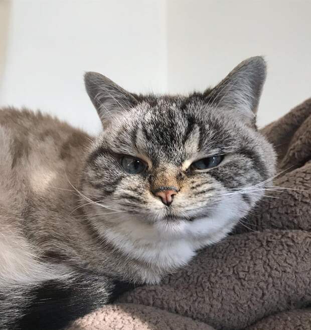 кот с клыками