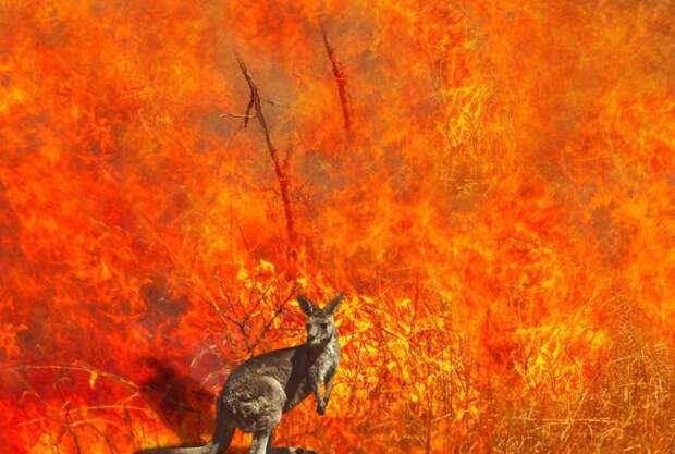 Пожары в Австралии уничтожили около 100 видов животных