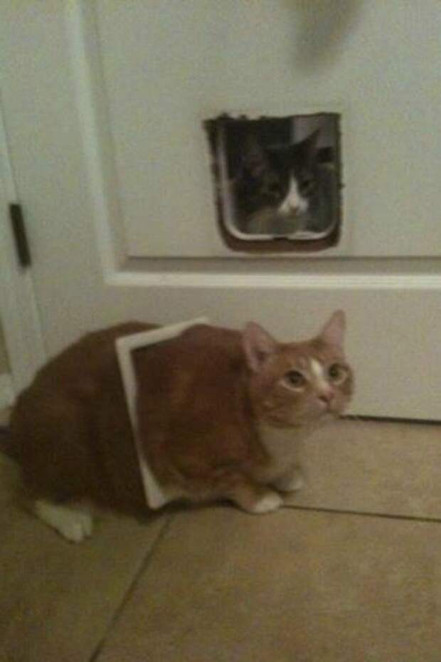 Коты попавшие в непростую жизненную ситуацию кот, подборка, фото