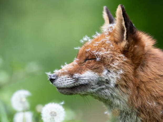 Победители конкурса British Wildlife Photography Awards 2023