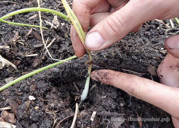 Лук: от семечка до луковицы весом в полкило за сезон! Лук: от семечка до луковицы весом в полкило за сезон!