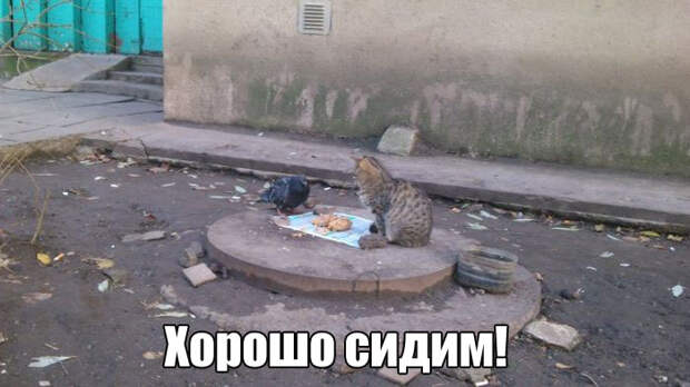 1452539664_kartinki-25