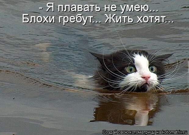 Просто котики коты, юмор