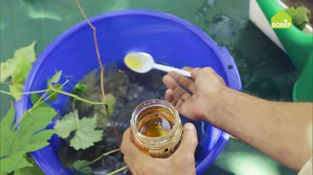 Выращиваем виноград в Подмосковье