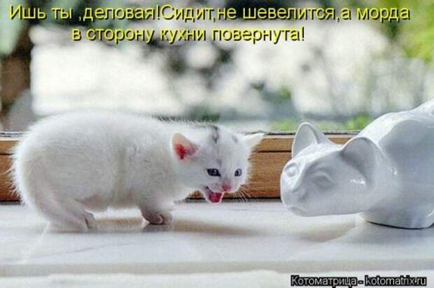 Свежая котоматрица на Бугаге (37 фото)