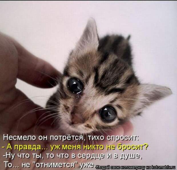 Котоматрицы(картинки с надписями)