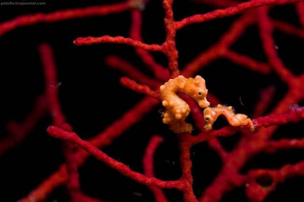 Микро-коньки Hippocampus denise, Raja Ampat, Западное Папуа, Индонезия, Индийский океан Микро-коньки Hippocampus denise, Raja Ampat, Западное Папуа, Индонезия, Индийский океан