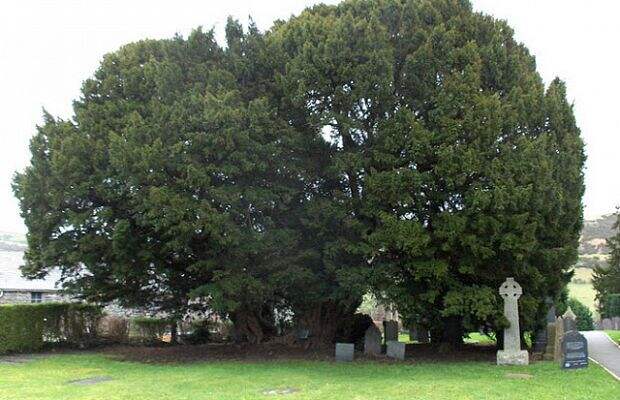 Старейшее дерево в Европе — тис, по иронии судьбы растущий на кладбище села Ллангернью в Северном Уэльсе, Великобритания. Его возраст также оценивается примерно в 4000 лет, а добиться такого долголетия дереву помогло то, что оно постоянно пускало новые побеги. Дерево состоит из нескольких стволов, самый высокий из которых достигает 10,75 метров