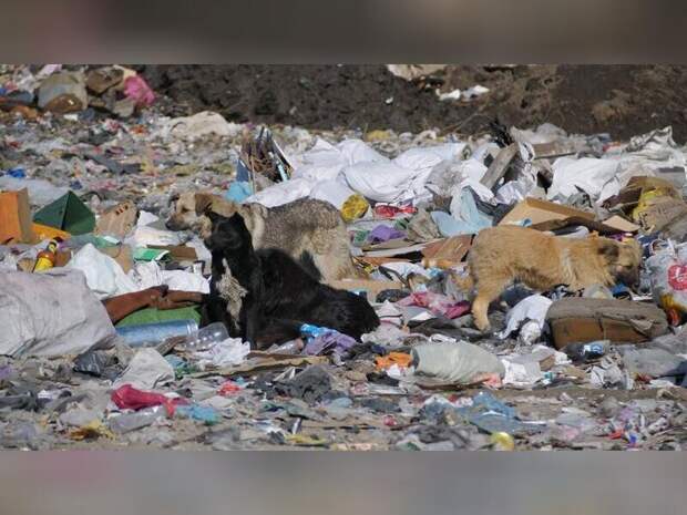 Село Размахнино на протяжении нескольких месяцев утопает в мусоре