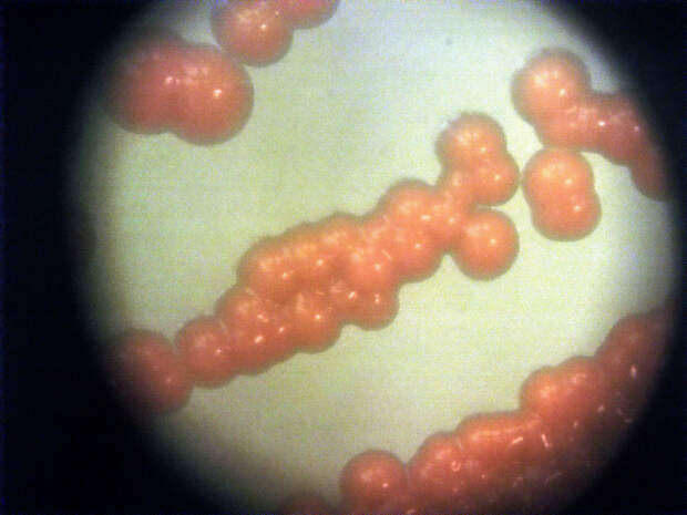 Иммунолог: микробы в кишечнике человека могут действовать как вторая печень